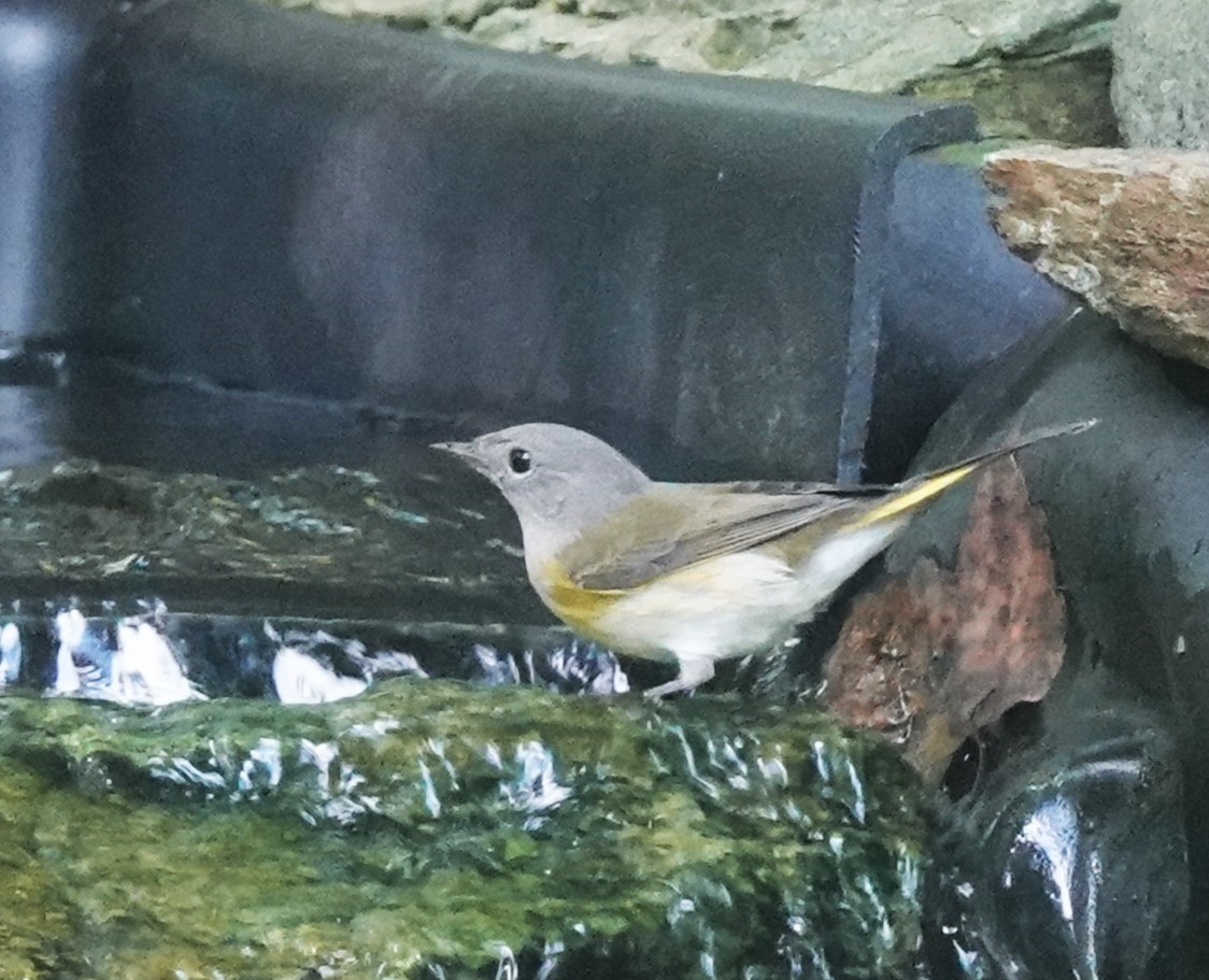 American Redstart - ML642496374