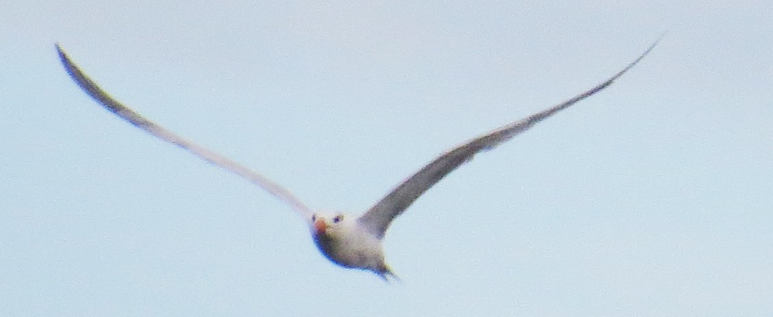 Royal Tern - ML642496379