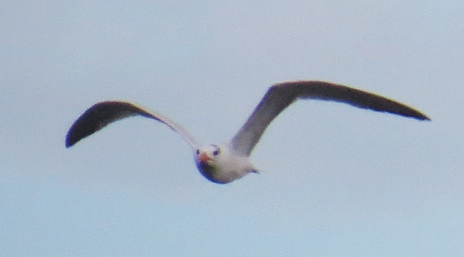 Royal Tern - ML642496380