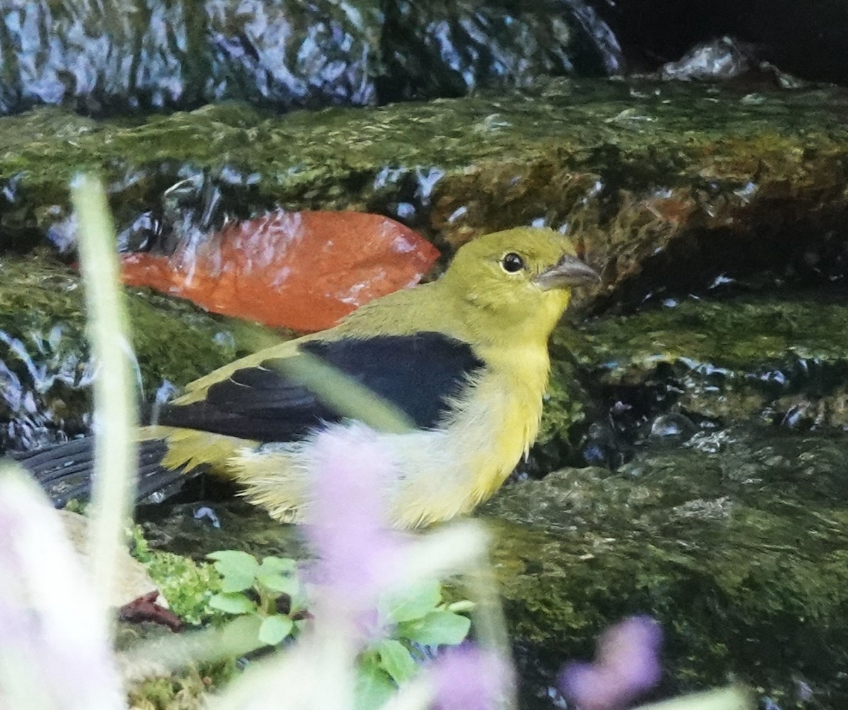 Scarlet Tanager - ML642496390