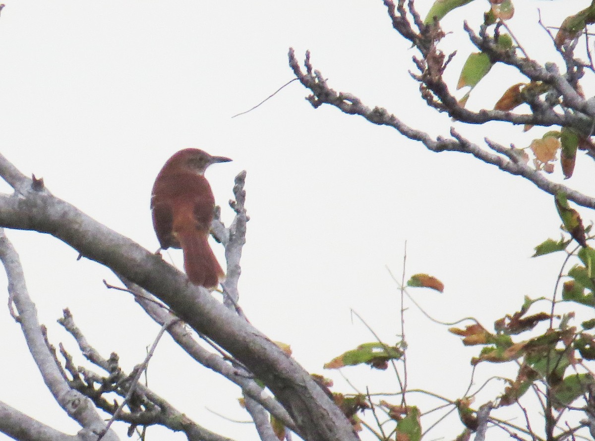 Brown Thrasher - ML642496403