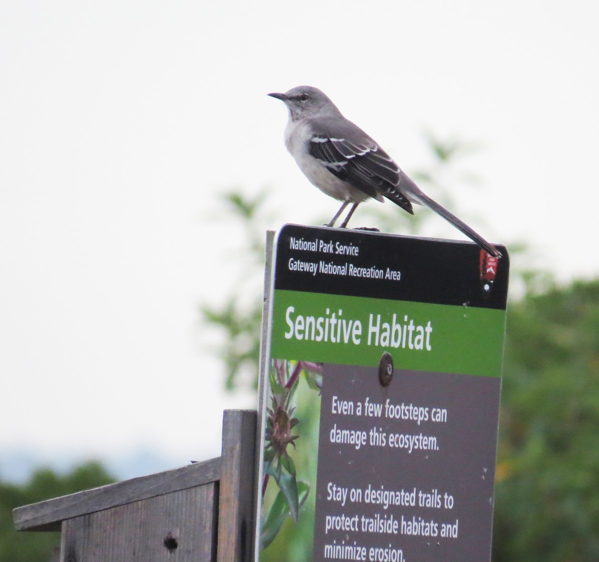 Northern Mockingbird - ML642496420