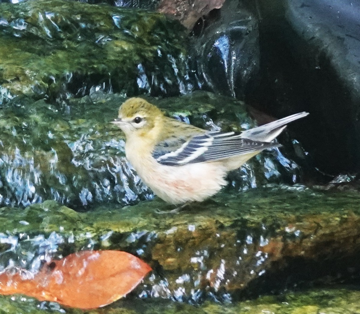 Bay-breasted Warbler - ML642496423