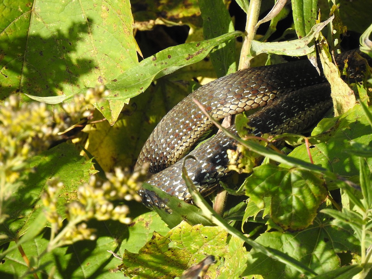 Reptiles - ML642496424