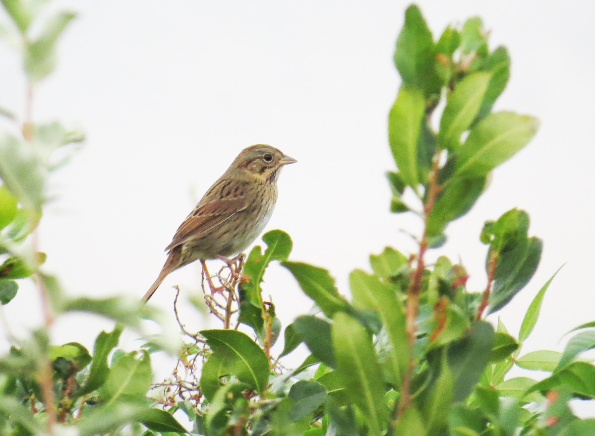 Lincoln's Sparrow - ML642496428