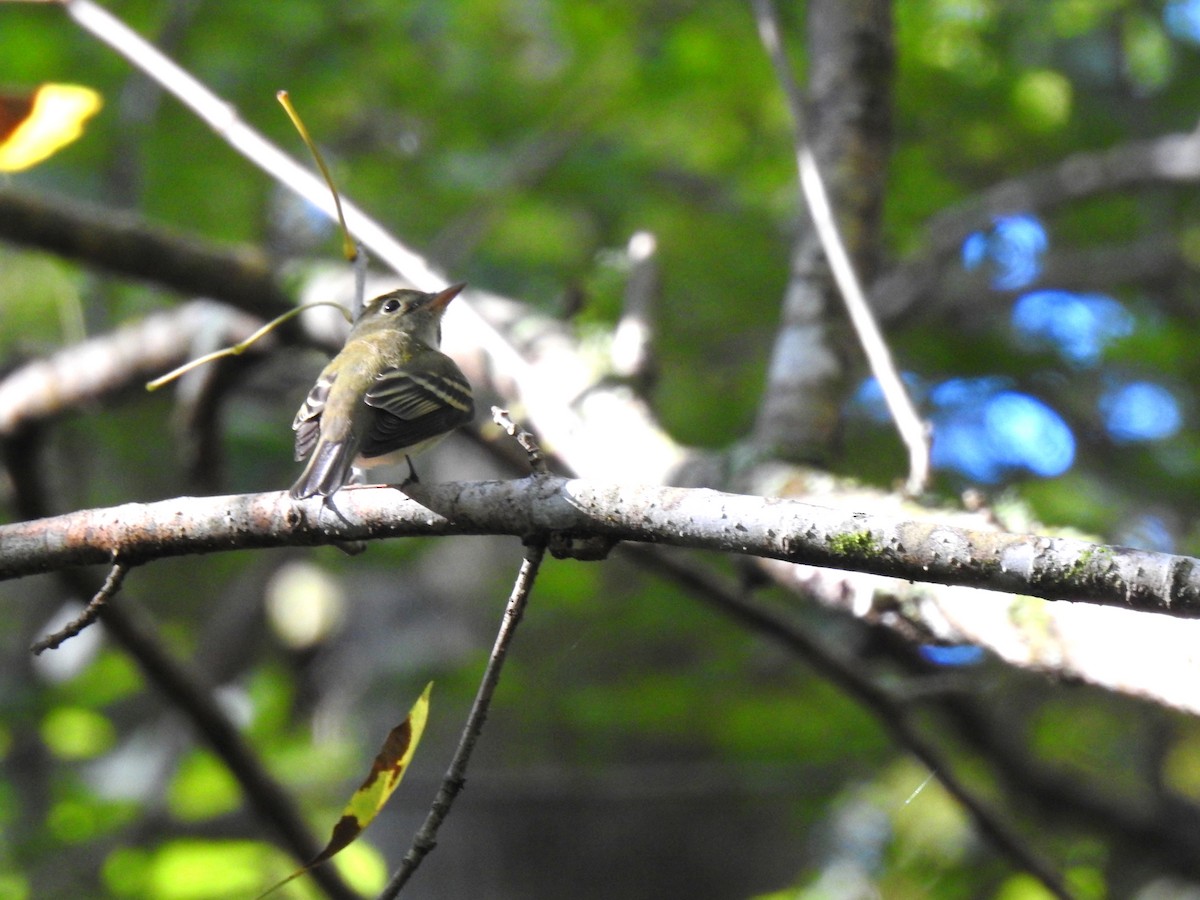 Acadian Flycatcher - ML642496431