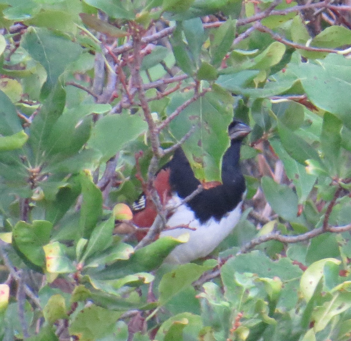 Eastern Towhee - ML642496433