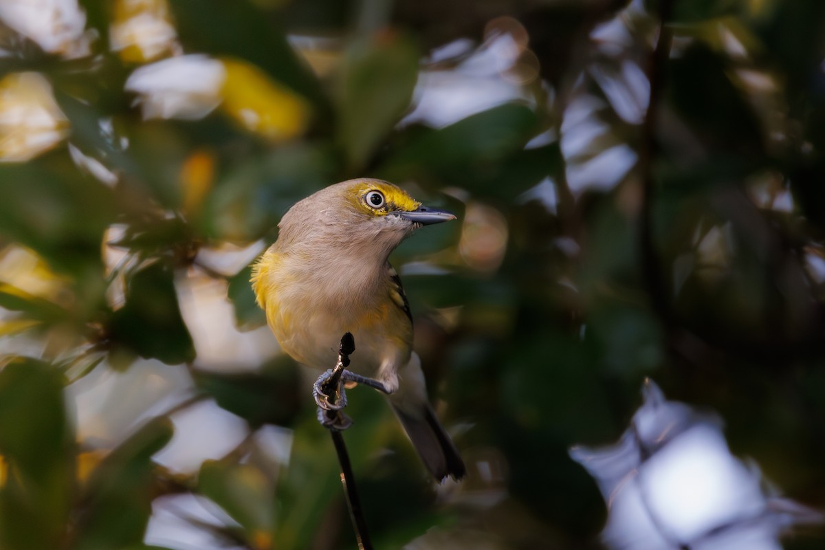 White-eyed Vireo - ML642496435