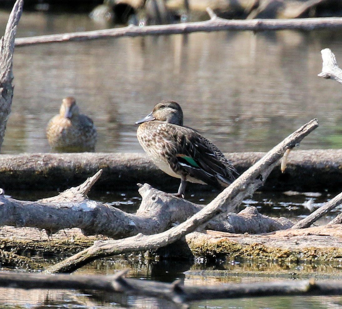 Green-winged Teal - ML642496462