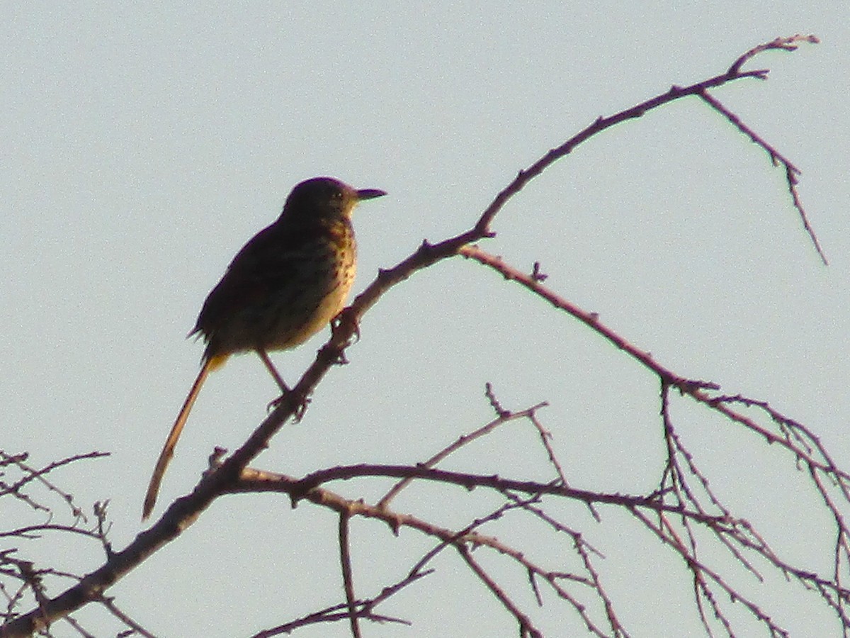 Brown Thrasher - ML642496470