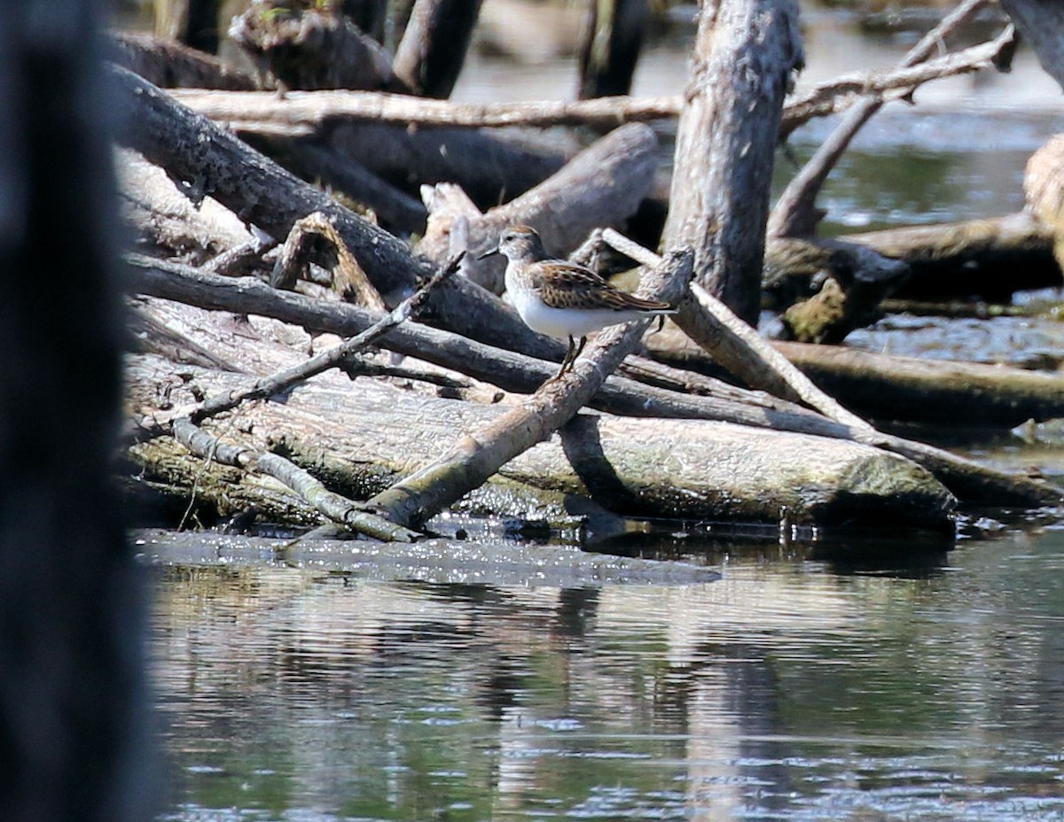 Least Sandpiper - ML642496472