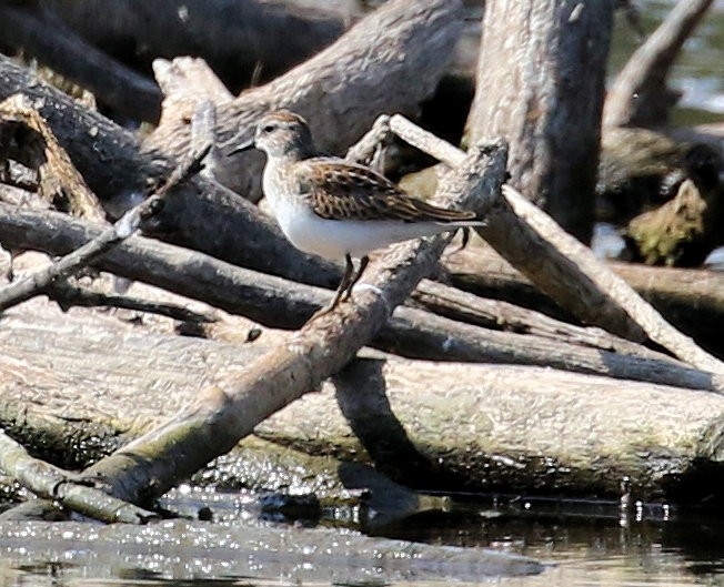Least Sandpiper - ML642496474