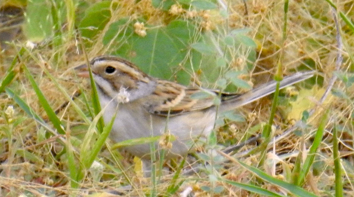 Clay-colored Sparrow - ML642496480
