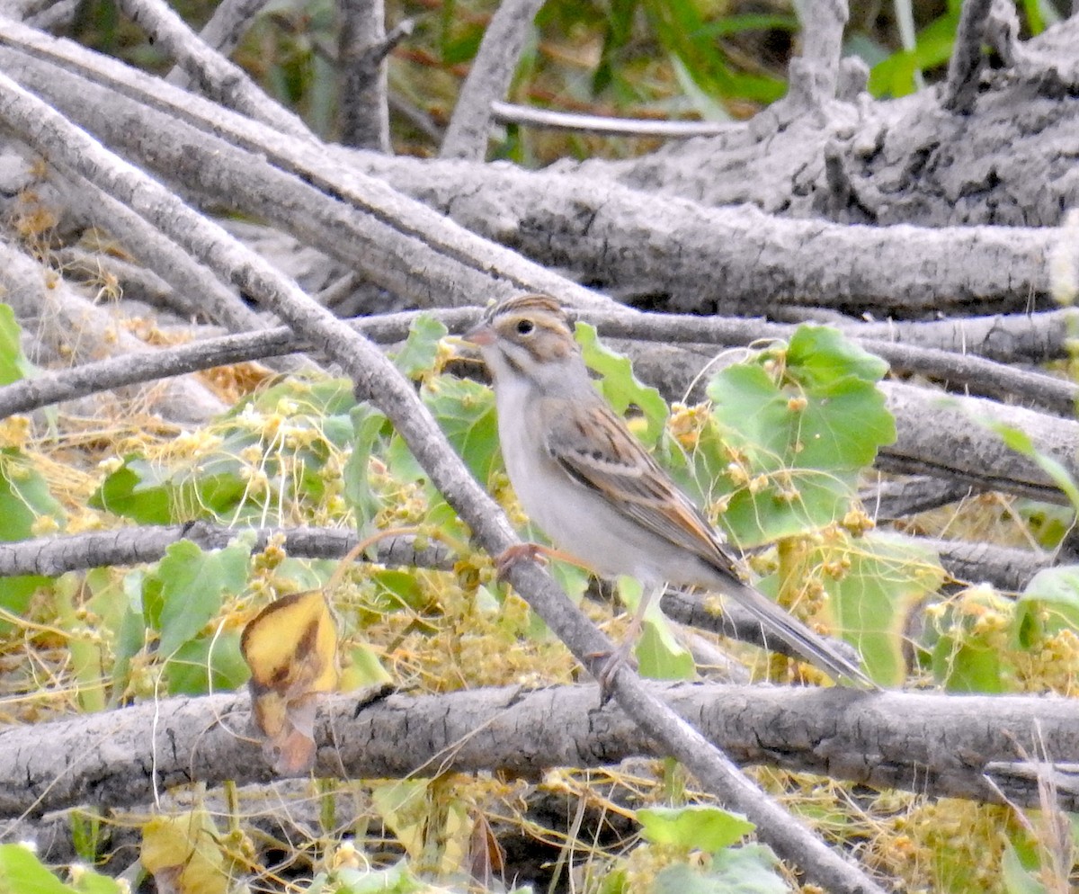 Clay-colored Sparrow - ML642496481