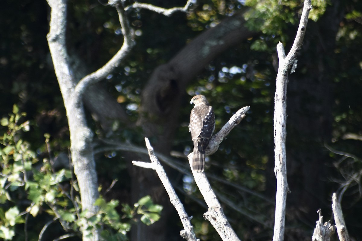 Cooper's Hawk - ML642496482