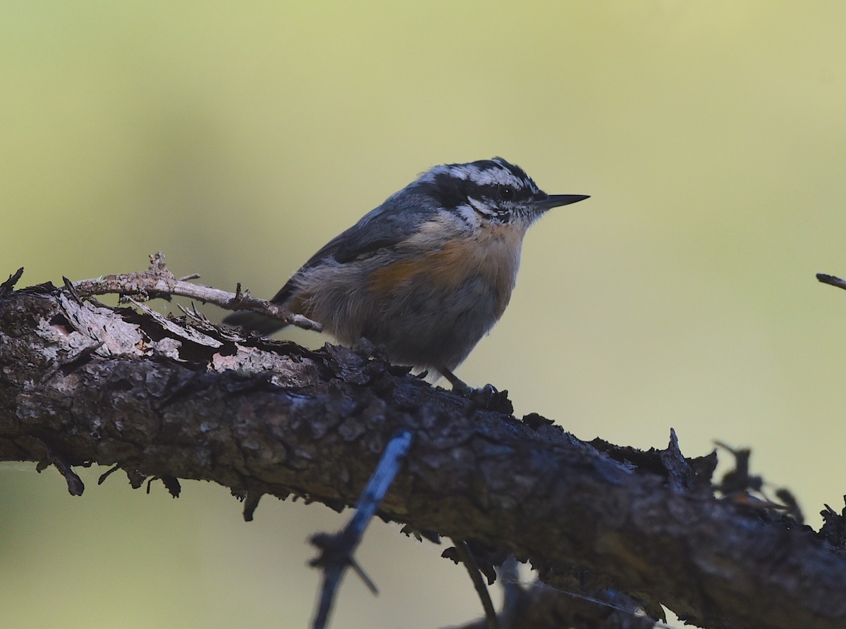 Red-breasted Nuthatch - ML642496495