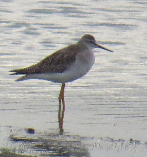 Lesser Yellowlegs - ML642496564