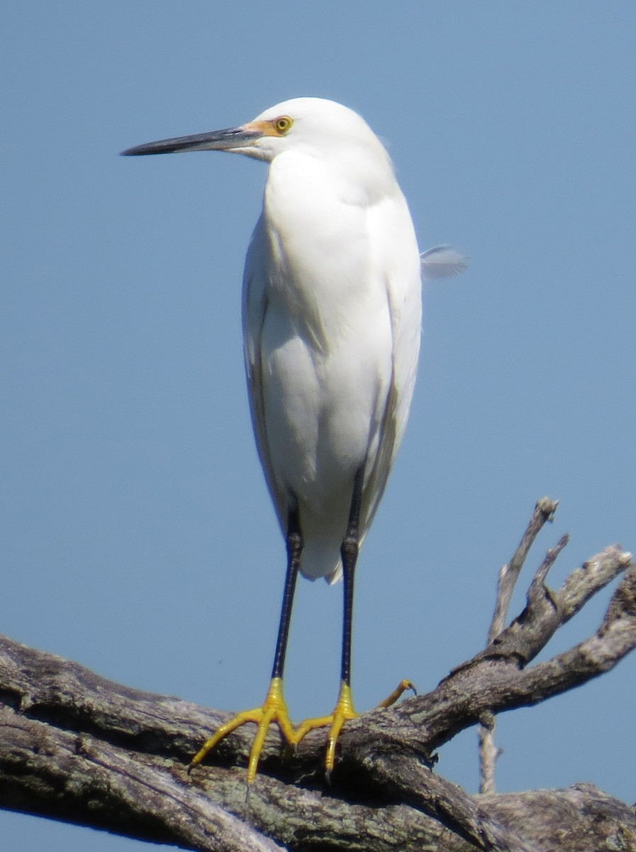 Snowy Egret - ML642496586