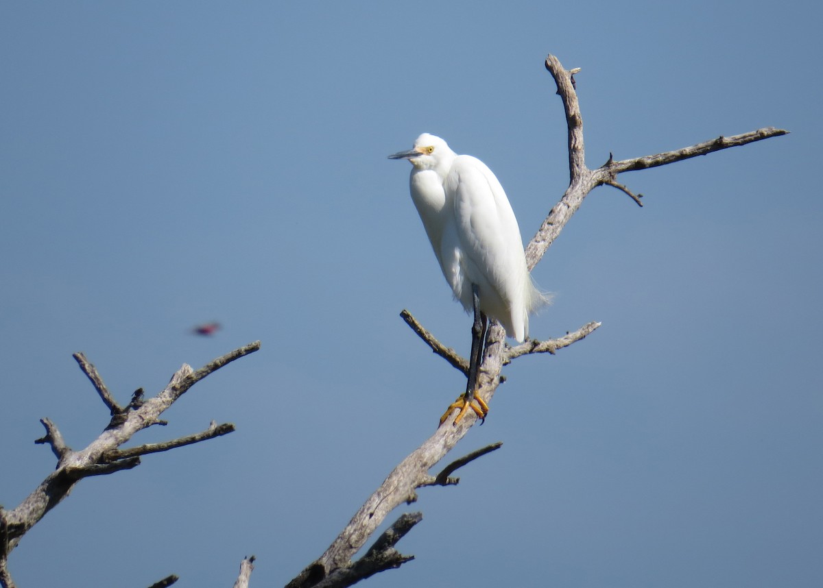 Snowy Egret - ML642496587