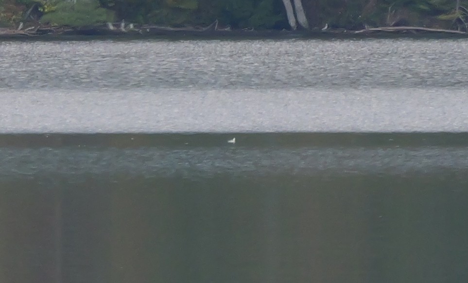 phalarope sp. - ML642496601