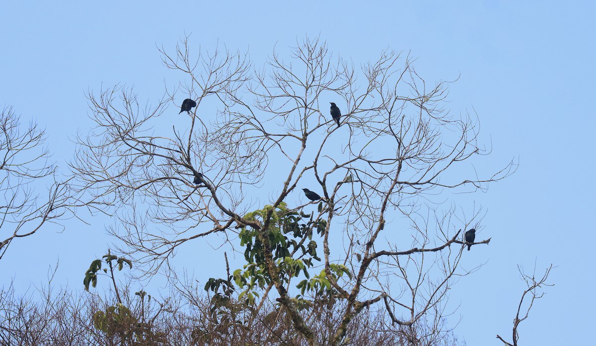 Short-tailed Starling - ML642496613