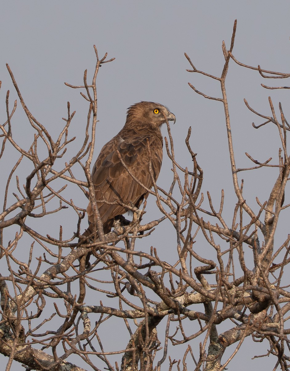 Brown Snake-Eagle - ML642496653