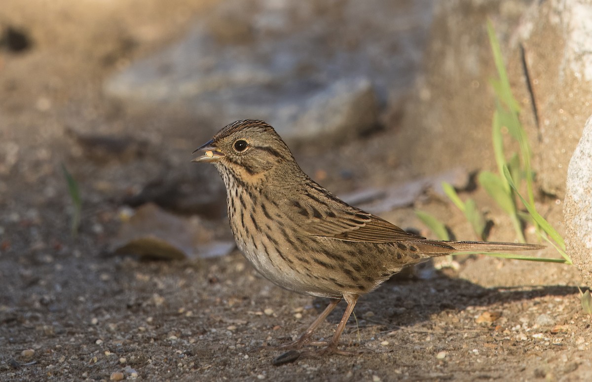 Lincoln's Sparrow - ML642496716