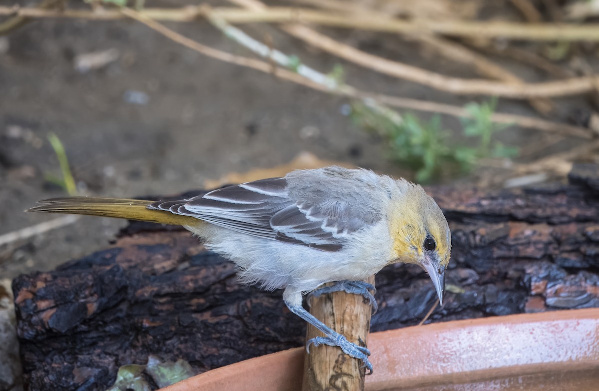 Oriole de Bullock - ML642496718