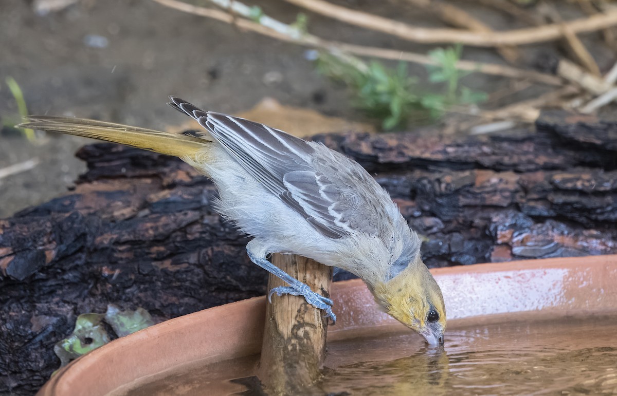 Oriole de Bullock - ML642496719