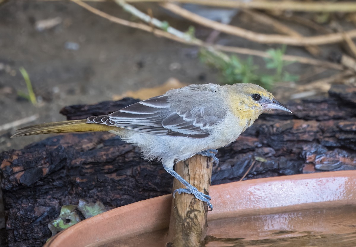 Oriole de Bullock - ML642496720