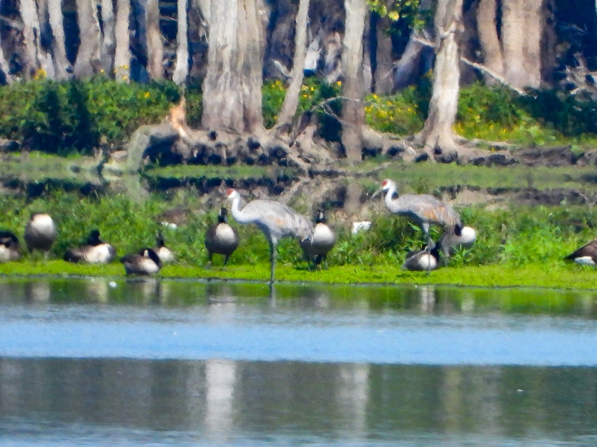 Sandhill Crane - ML642496749