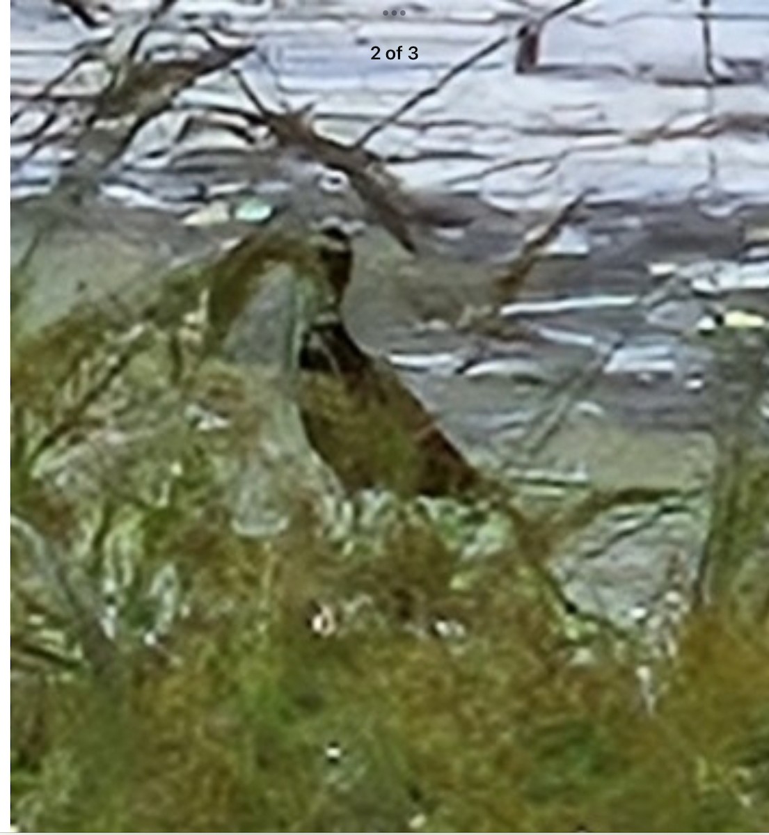 Northern Jacana - ML642496752