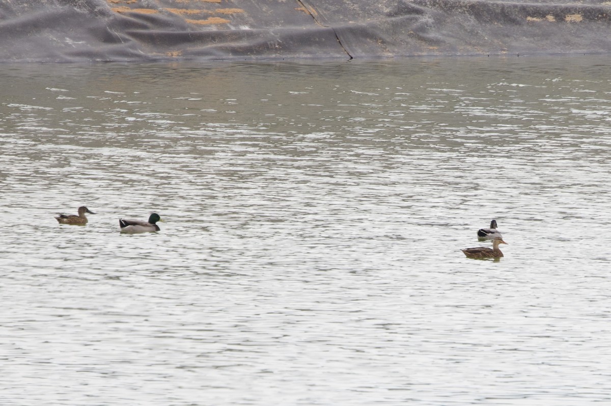 Canard colvert - ML642496757