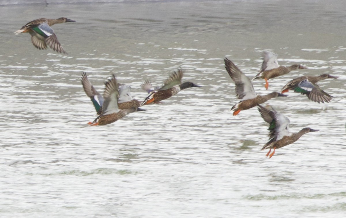 Canard souchet - ML642496796