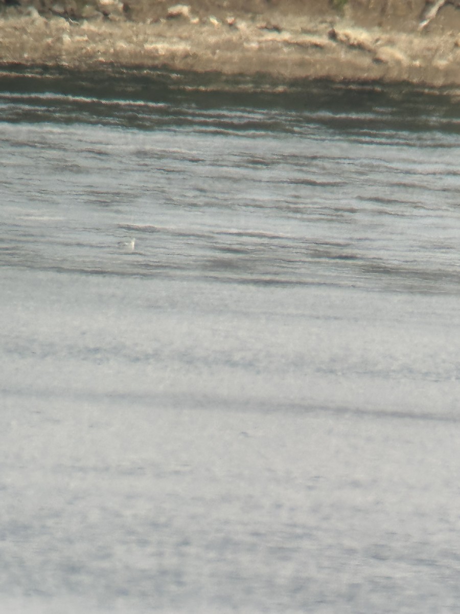 Phalarope à bec large - ML642496806