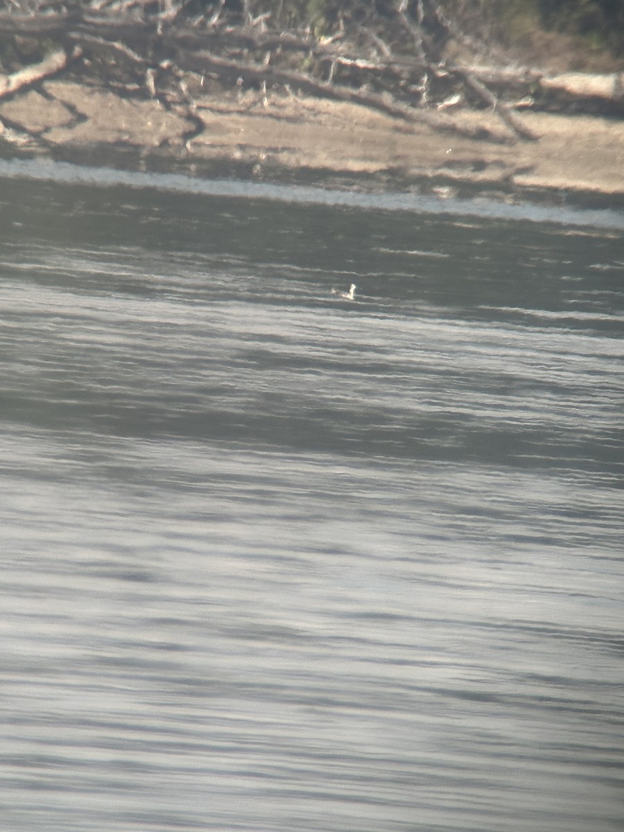 Phalarope à bec large - ML642496807