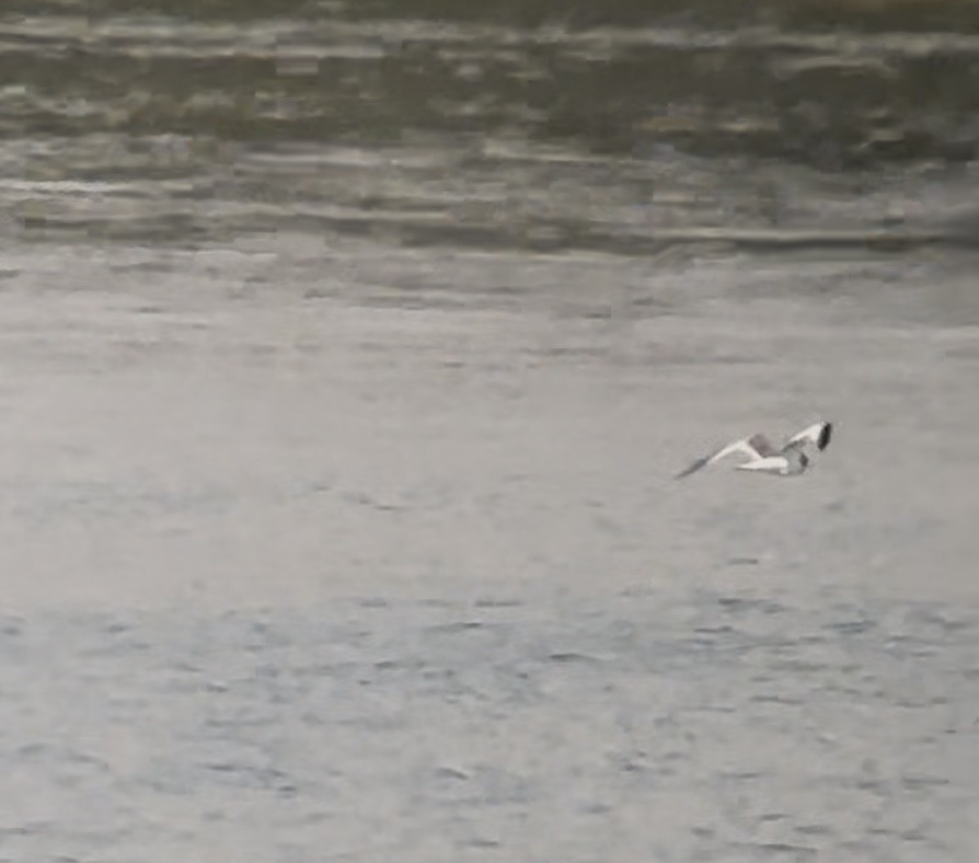 Mouette de Sabine - ML642496818