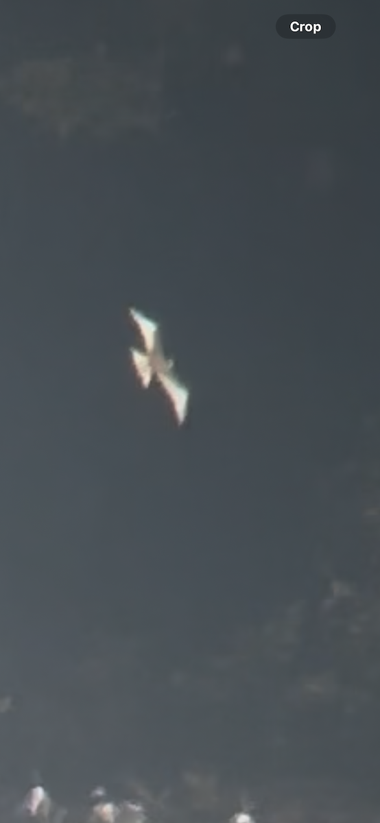 Mouette de Sabine - ML642496820