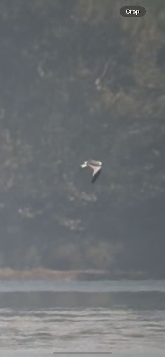Mouette de Sabine - ML642496821