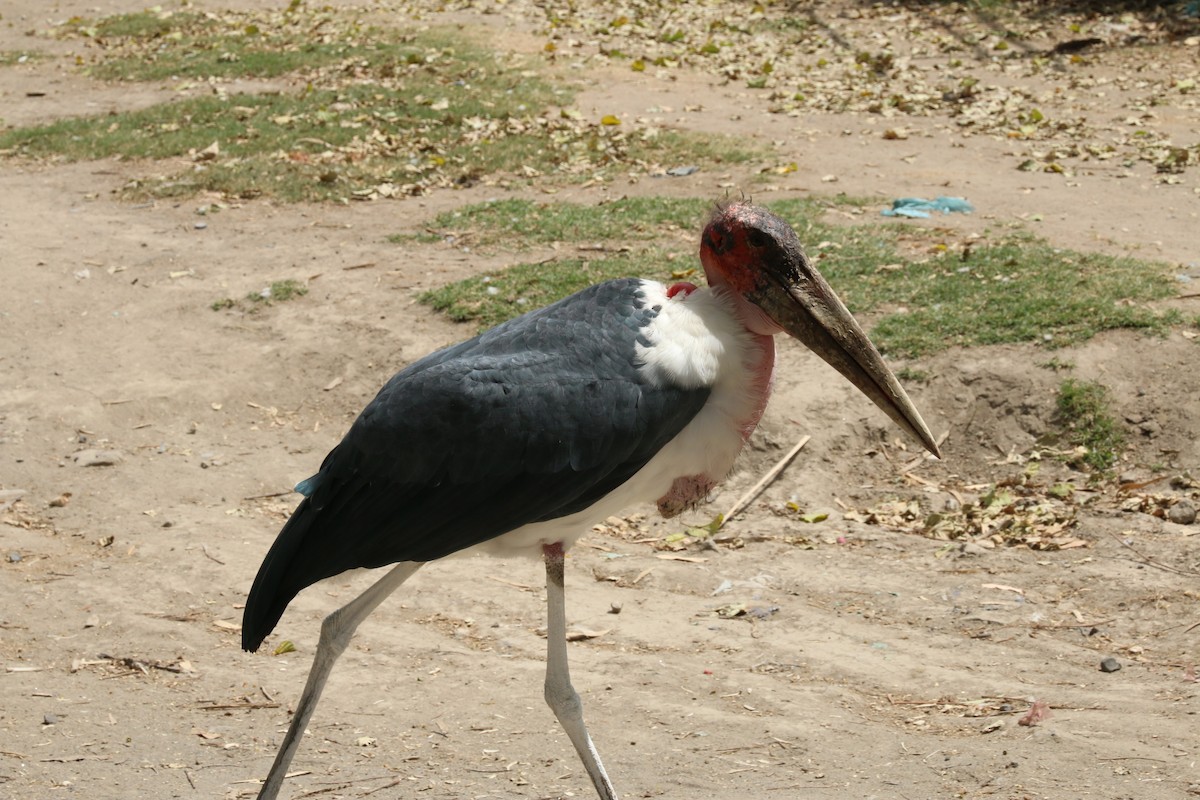marabustork - ML642496822