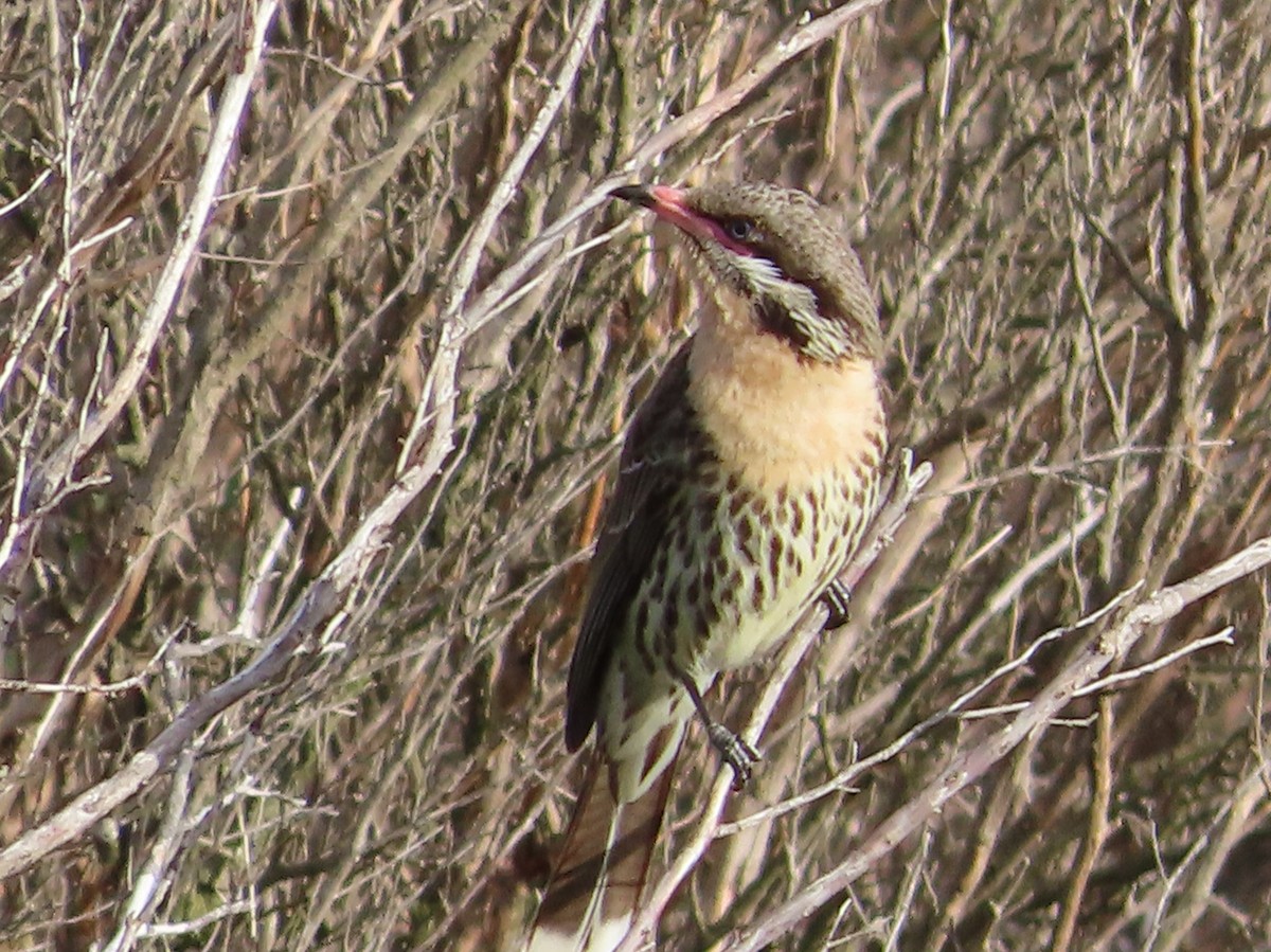 Spiny-cheeked Honeyeater - ML642496843
