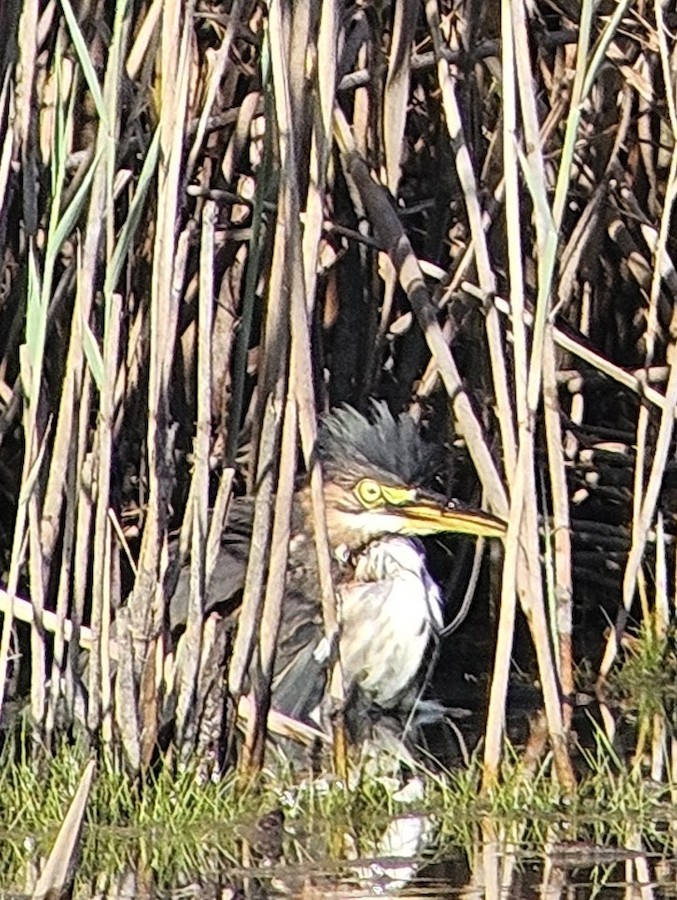 Green Heron - Jacquelyn Parker