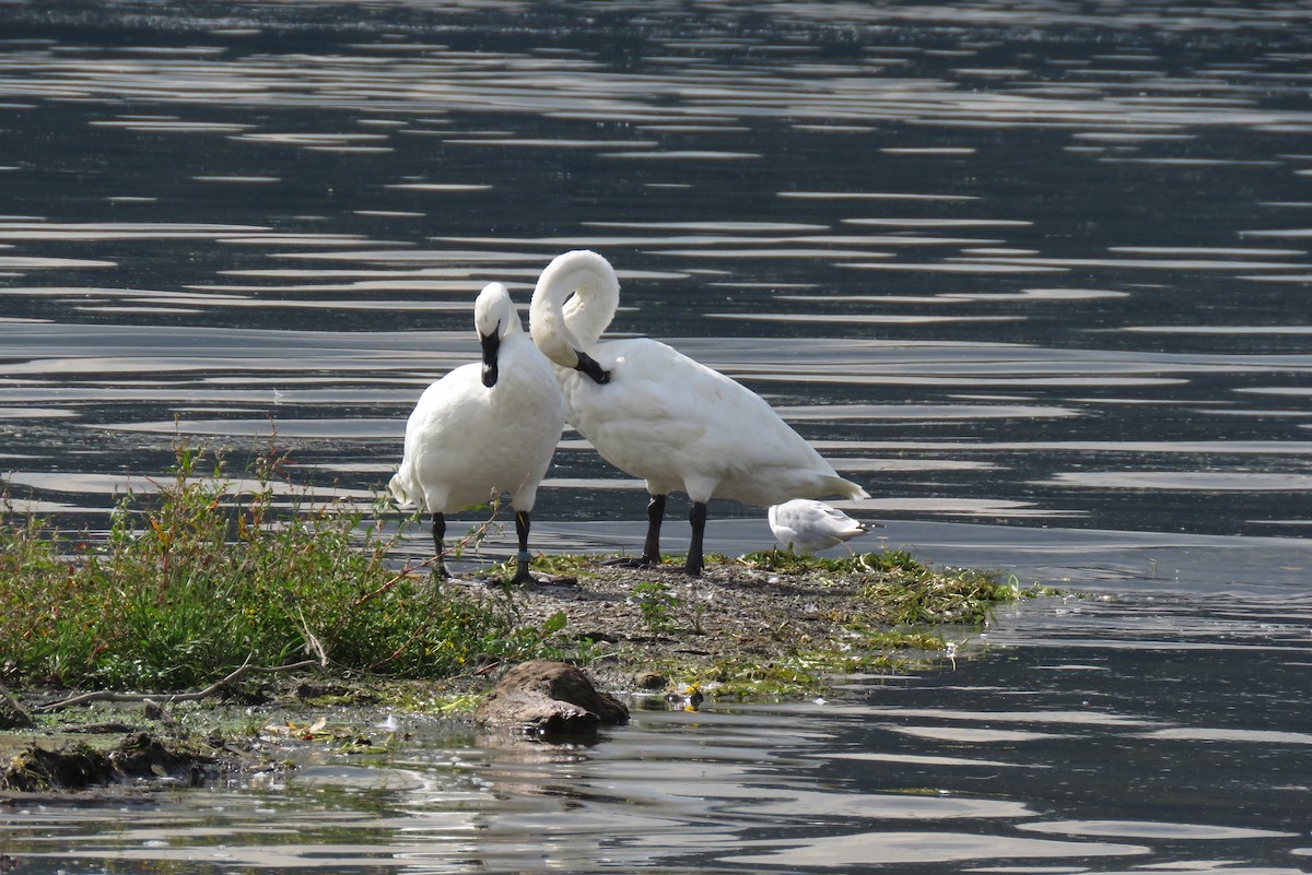 Trumpeter Swan - ML642496866