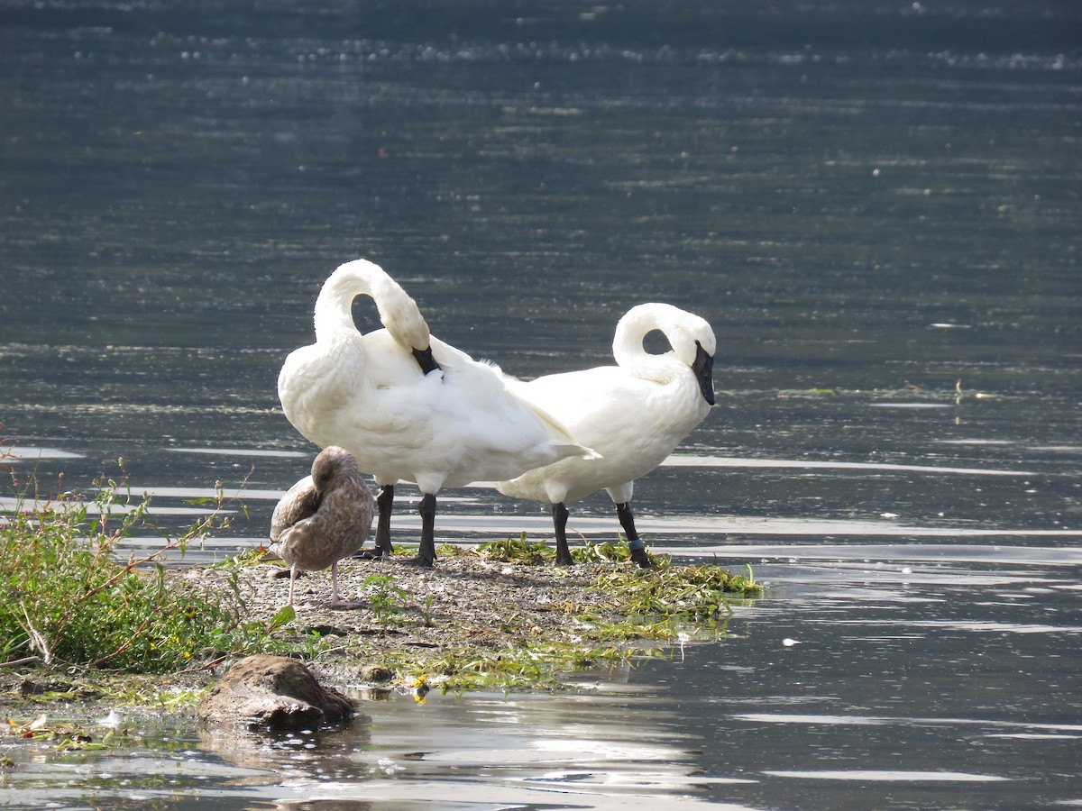 Trumpeter Swan - ML642496868