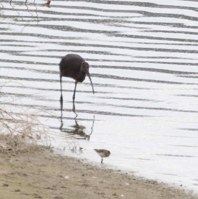 Ibis à face blanche - ML642496875