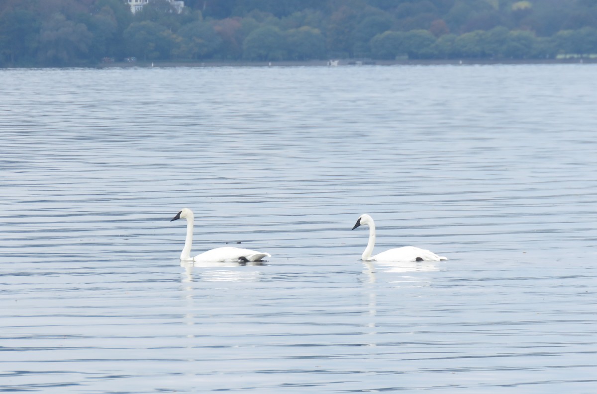 Trumpeter Swan - ML642496877