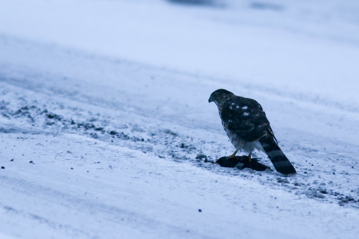 Cooper's Hawk - ML642496880