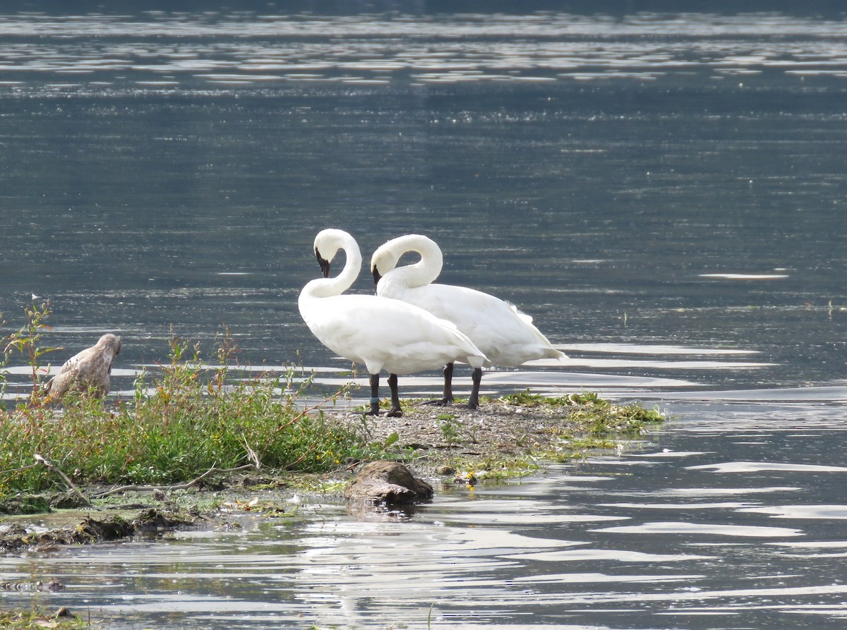 Trumpeter Swan - ML642496885