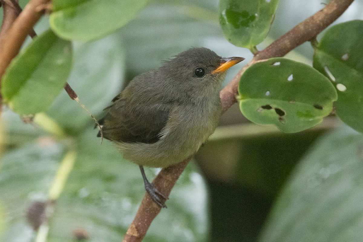Black-sided Flowerpecker - ML642496927