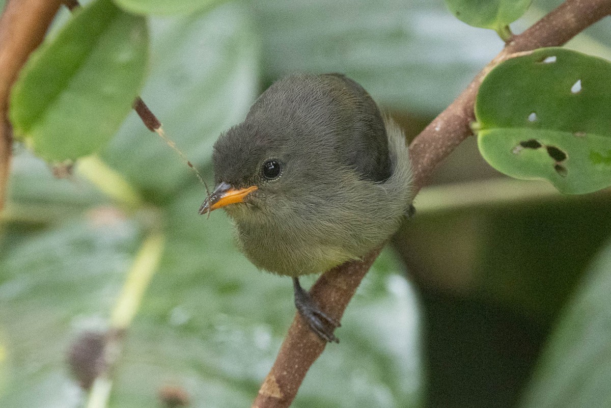 Black-sided Flowerpecker - ML642496928